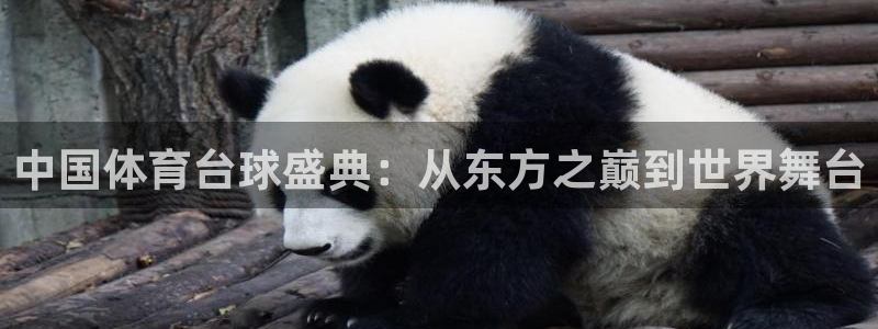 足球免费直播高清直播小九直播：中国体育台球盛典：从东方之巅到世界舞台